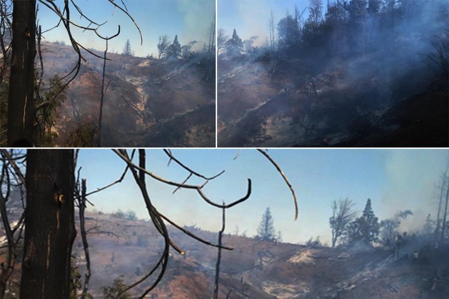 Florestas: 5 anos depois, Incêndio volta a consumir parte de Monte Velha